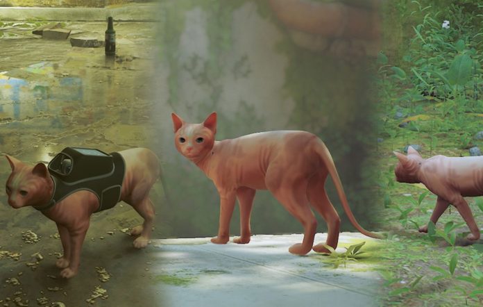 Gatos reagem a Stray, jogo que tem como protagonista um animal de rua
